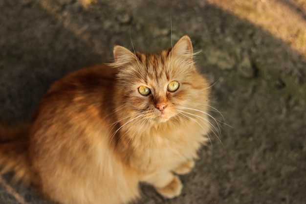 Beautiful Ginger Homeless Cat sitting Outdoor Homeless animals Concept help Homeless Cats