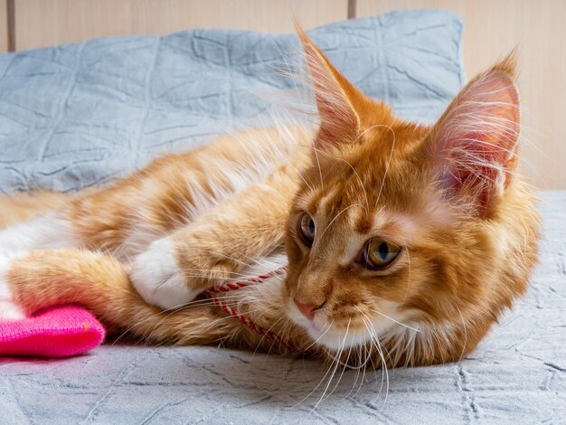 Beautiful ginger Maine coon kitten lying on the bed