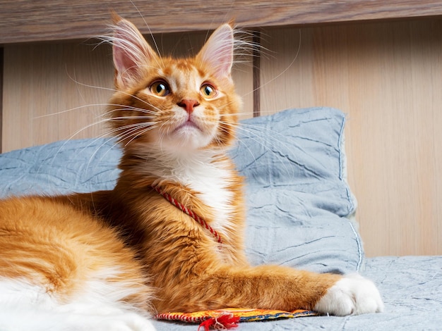 Beautiful ginger Maine coon kitten lying on the bed