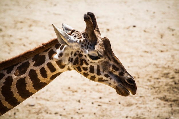 beautiful giraffe in a zoo park