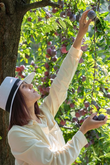 Beautiful girl in a hat picking a harvest of fruits from the tree