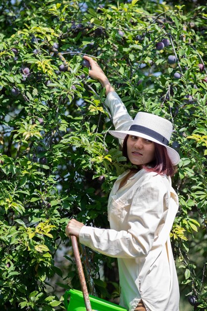 Beautiful girl in a hat picking a harvest of fruits from the tree