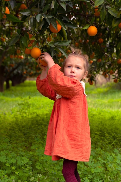 Beautiful Girl in the Orange Garden and ripe oranges on the branches of trees