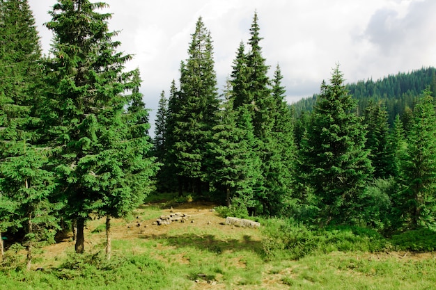 Beautiful glade. Wild nature background