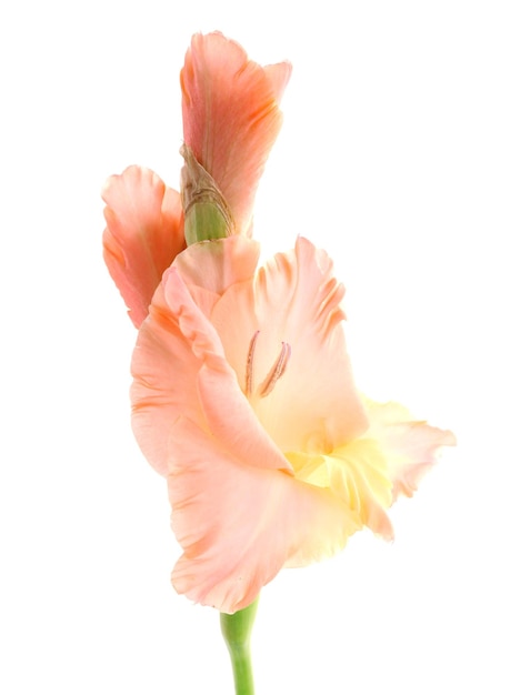 Beautiful gladiolus flower isolated on white