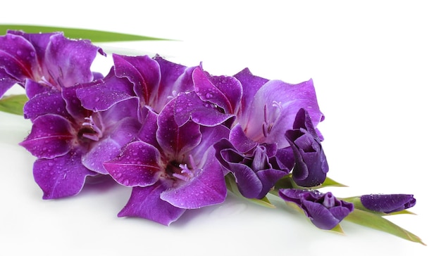 Beautiful gladiolus flower isolated on white