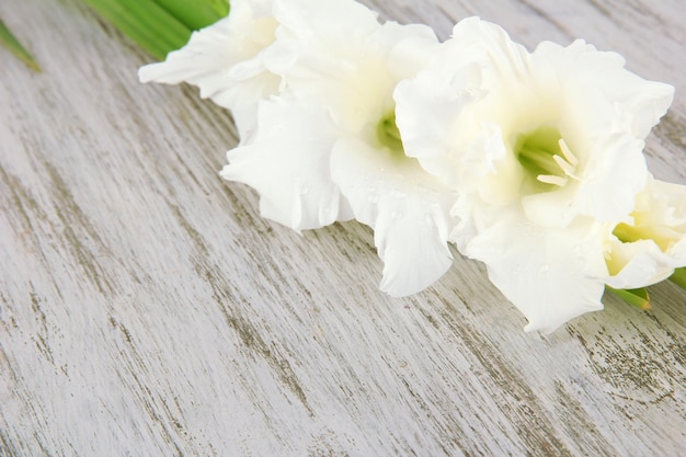 Beautiful gladiolus flower on wooden background