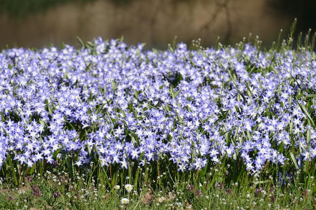 Beautiful glory of the snow flowers also known as blue giants in a field