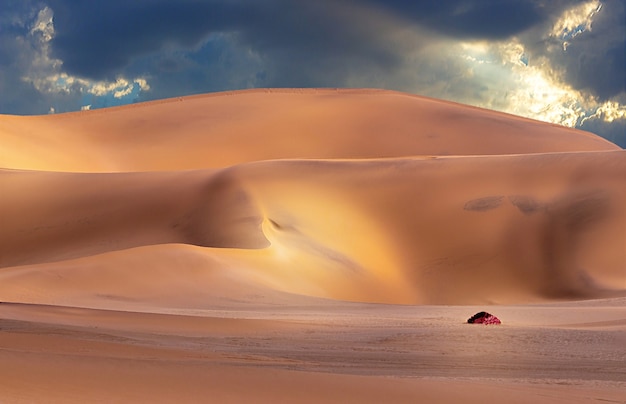 Beautiful gold sand dunes and dramatic  sky with bright clouds  in the Namib  desert