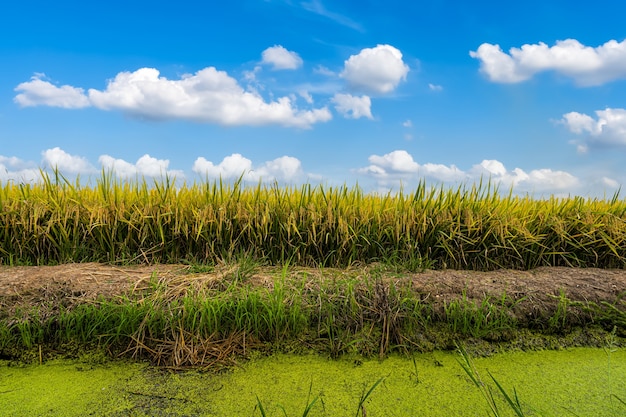 Beautiful golden ear of Thai jasmine rice plant on organic rice field in Asia country agriculture harvest with fluffy clouds blue sky daylight background.