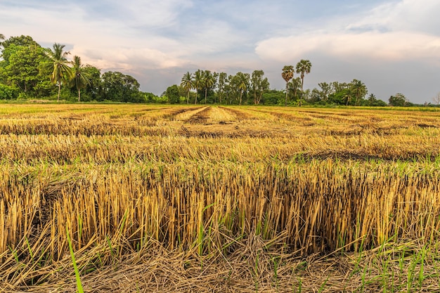 Beautiful golden ear of Thai jasmine rice plant on organic rice field in Asia country agriculture harvest with sunset sky background