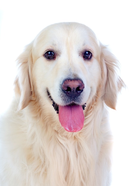 Beautiful Golden Retriever dog breed