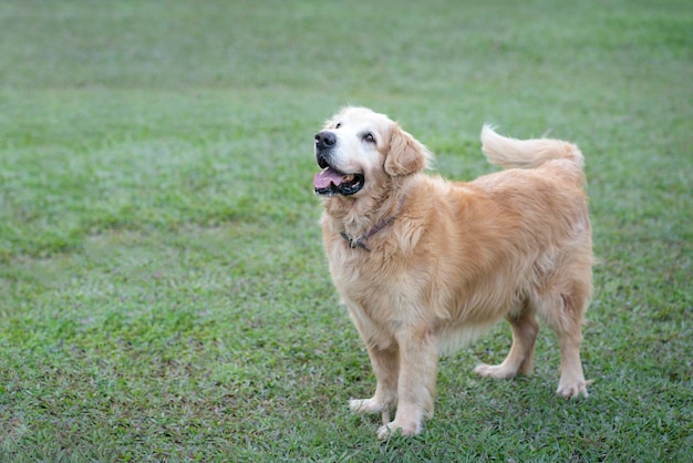 Beautiful Golden Retriever dog