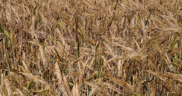 beautiful golden ripe wheat ears in the summer