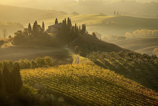 Beautiful golden sunrise in Tuscany, Italy with vineyard. Natural idillyc seasonal autumn background