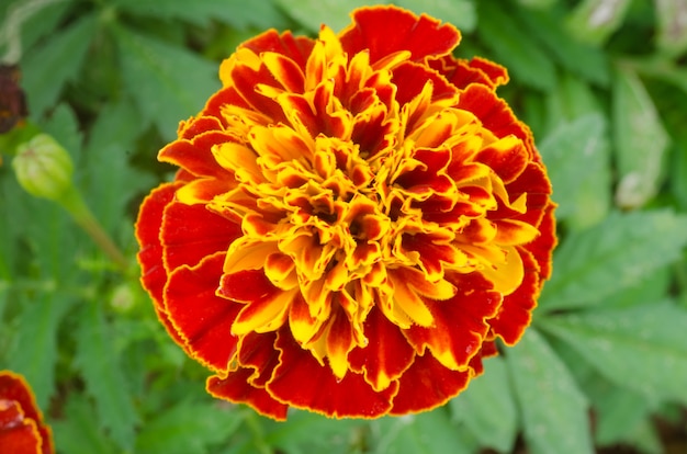 Beautiful golden yellow French marigold