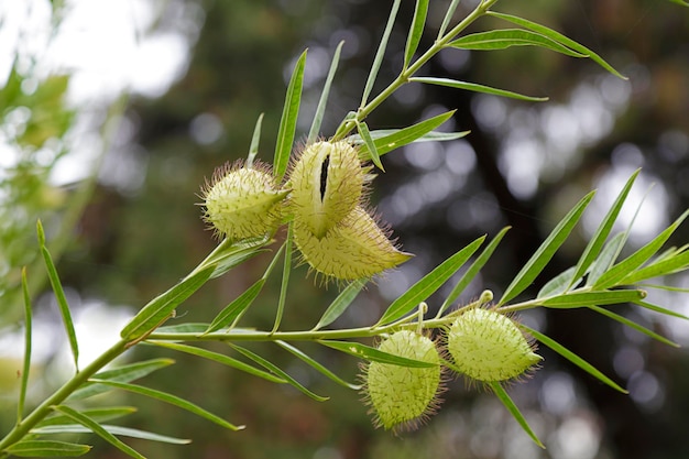 Beautiful gomphocarpus fruticosus in a botanical garden