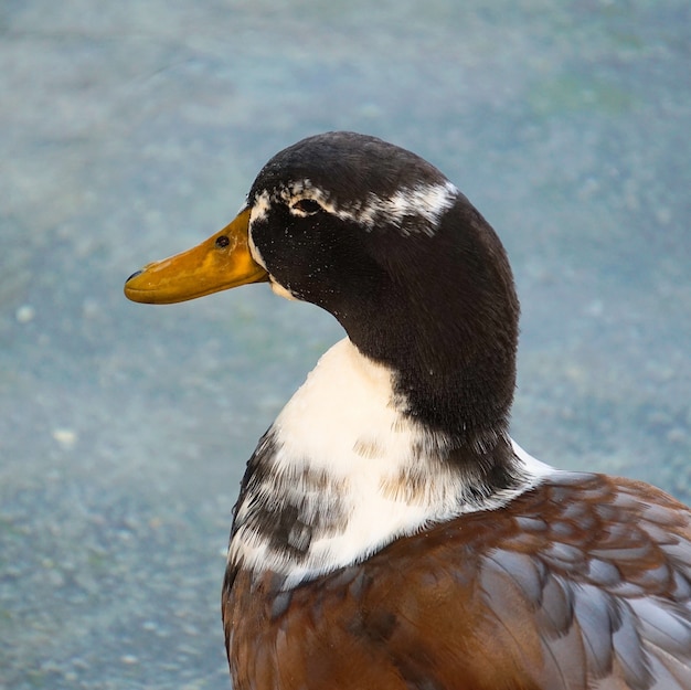 beautiful goose duck in the water in the lake   