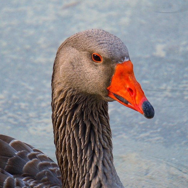 beautiful goose duck in the water in the lake       