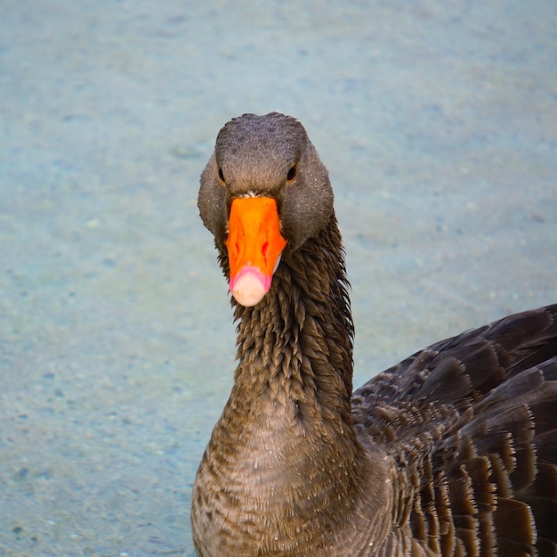 beautiful goose duck in the water in the lake                 