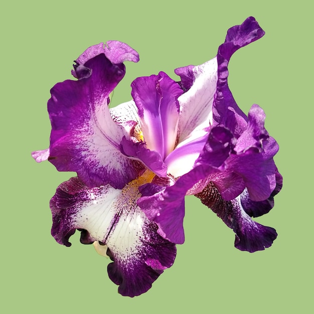 Beautiful graceful iris flower of whitepurple color Pistachio background Isolate Square image Stamens and pistils Base green