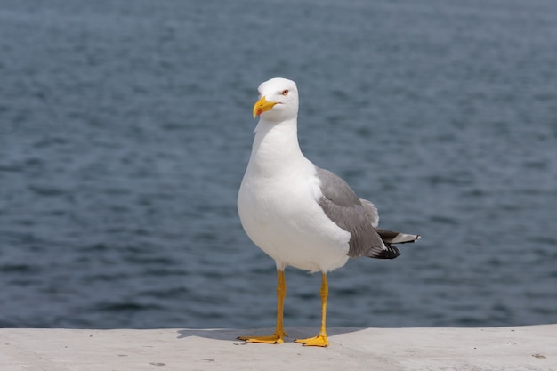 A beautiful, graceful seagull looks at the camera and poses as a fashion model. Portrait of a seagull on the seashore, close-up.