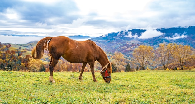 A beautiful graceful stallion walks along a green field and eats juicy fresh grass