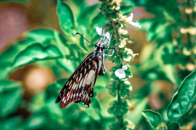 beautiful Graphium doson butterfly flying among the leaves during the day premium photo