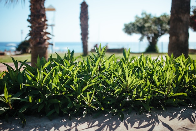 Beautiful grass in a flowerbed against a background of palm trees