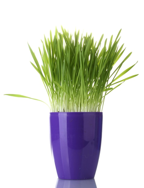 Beautiful grass in a flowerpot isolated on white