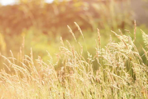 beautiful grass in the meadow