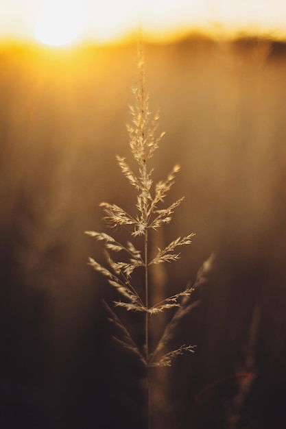 Photo beautiful grass in sunset light in autumn field countryside tranquil moment in evening