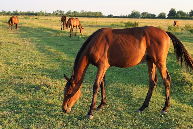 Beautiful grasshopper grazes at sunset. Summer landscape.