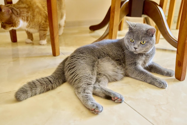 Beautiful gray british cat lying resting on the floor at home