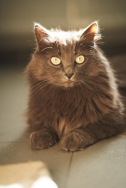 The beautiful gray cat lies on the floor in a contemporary apartment