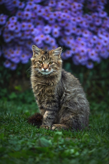 A beautiful gray cat sits near blue flowers