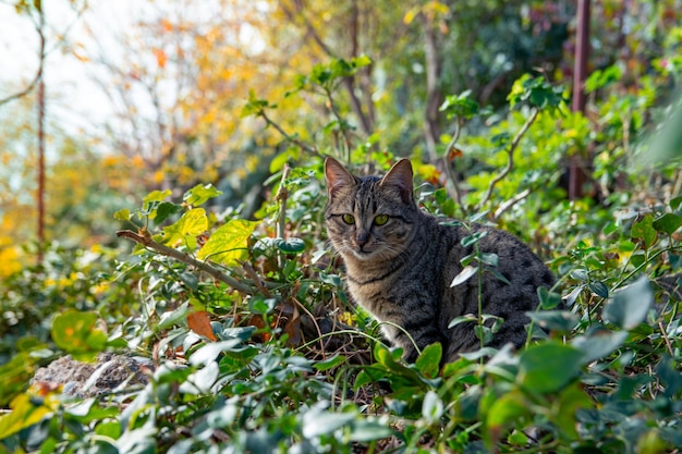 A beautiful gray cat sits in a thicket of wild vegetation in the forest and looks into the camera Portrait of a gray cat