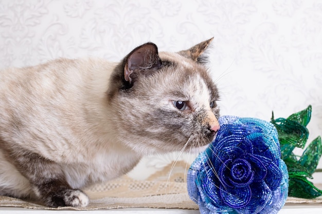 Beautiful gray cat sniffing a blue flower