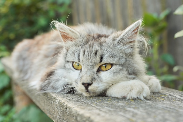 Beautiful gray fluffy cat lying on an outdoor bench