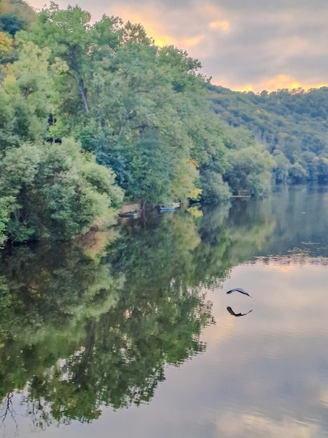 A beautiful gray heron flies over the river against the backdrop of the forest