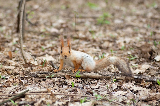 Beautiful gray and red squirrel in the spring forest