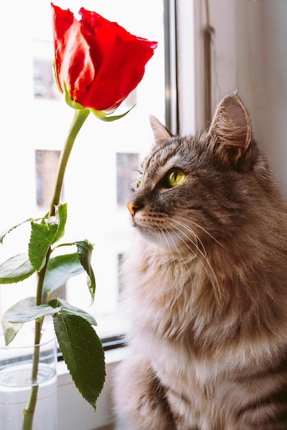 beautiful gray striped cat sits by window next to rose bud in glass