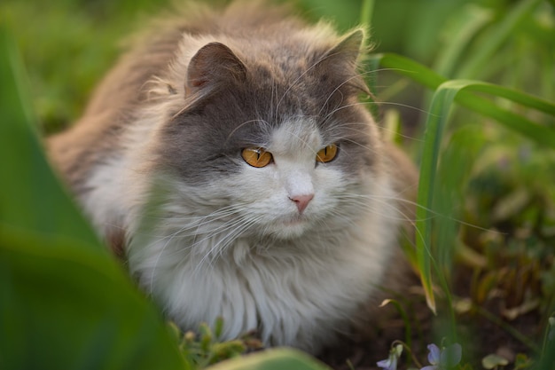 Beautiful gray and white cat looking proud Cat model portrait Portrait of happy young cat Closeup portrait of cat Cat is staring with curious yellow and big eyes