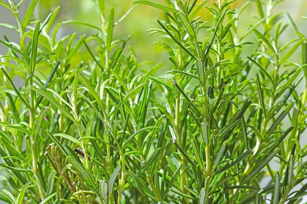 Beautiful green background of nature in spring Young plants