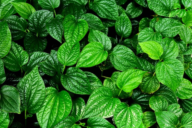 Beautiful green betel leaves texture background