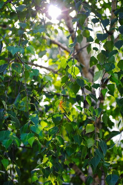 Beautiful green birch leaves background