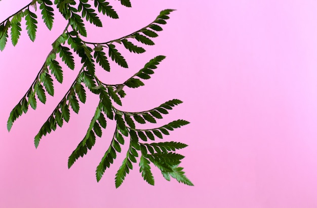 Beautiful green branch with soft pink background.