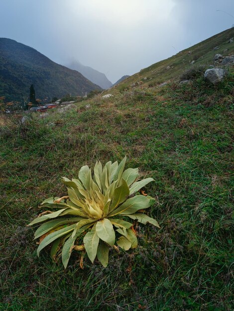 Beautiful green bush in front of high mountains in Caucasus region Vertical view