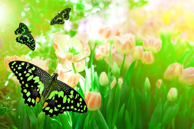 Beautiful green butterfly on tulips