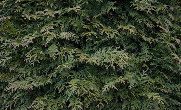 Beautiful green Christmas leaves of thuja trees with soft sunlight